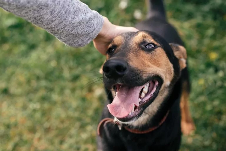 Person petting happy dog in grassy field.