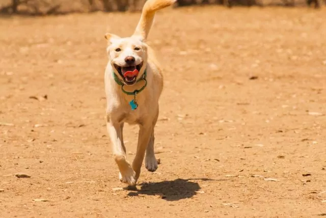 Happy dog running on sandy ground