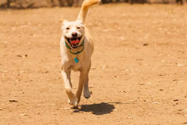 Happy dog running on sandy ground