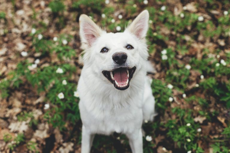 Happy white dog sitting on grassy ground.