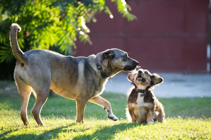 Two dogs playing on grass in sunlight.