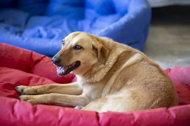 Smiling dog resting on a red cushion.