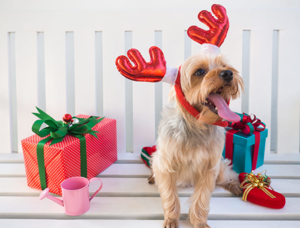 Dog in reindeer antlers with Christmas gifts.