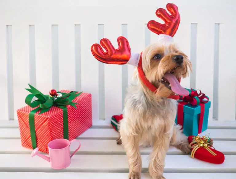 Dog in reindeer antlers with Christmas gifts.