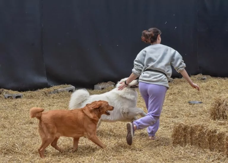 Person playing with two dogs on straw field.