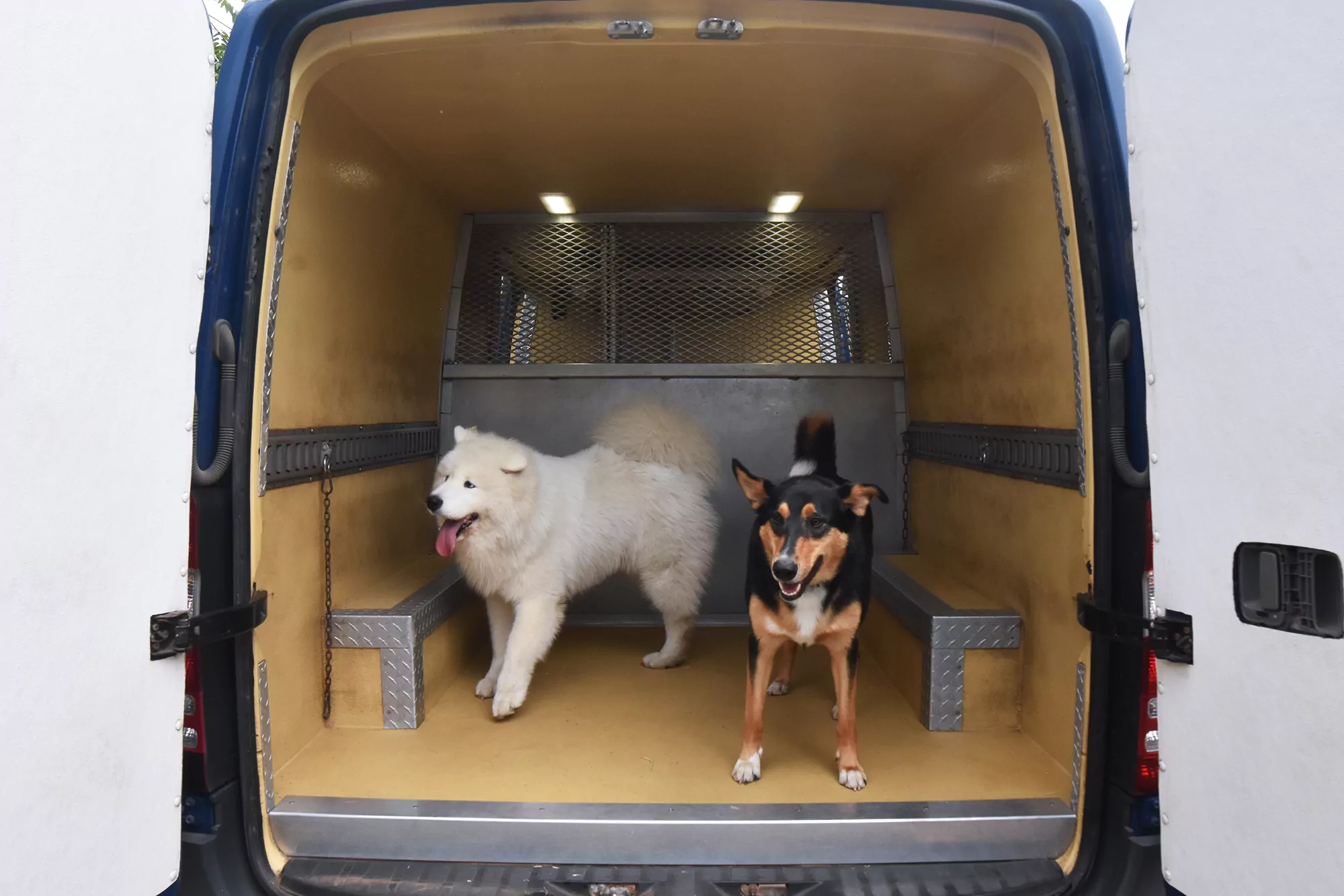 Two dogs inside a transport van.