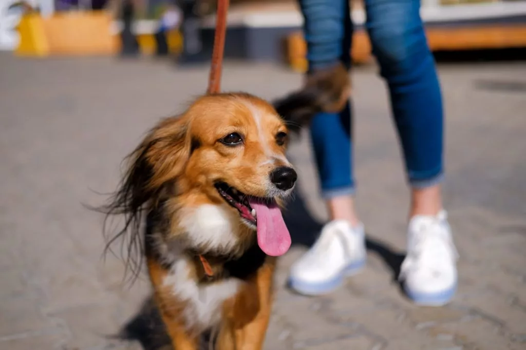 Happy dog on a walk with owner.