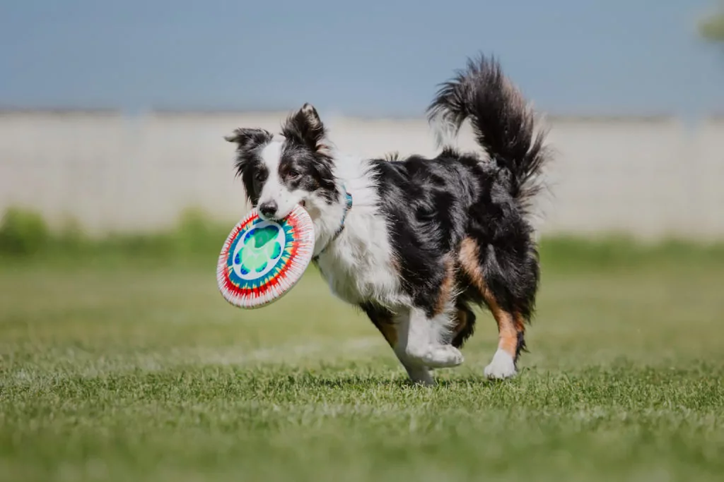 Dog playing with colourful frisbee in park.