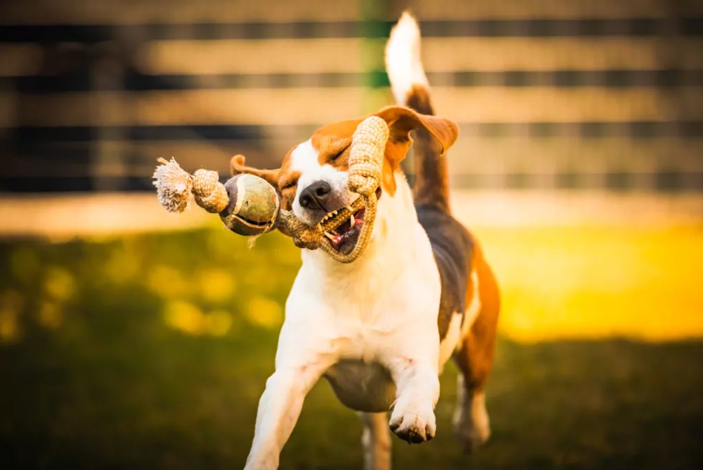 Beagle playing with a rope toy outside.