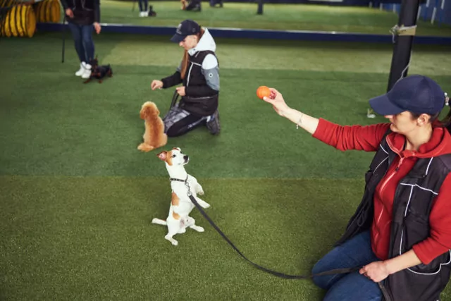 Dogs being trained with toys indoors.