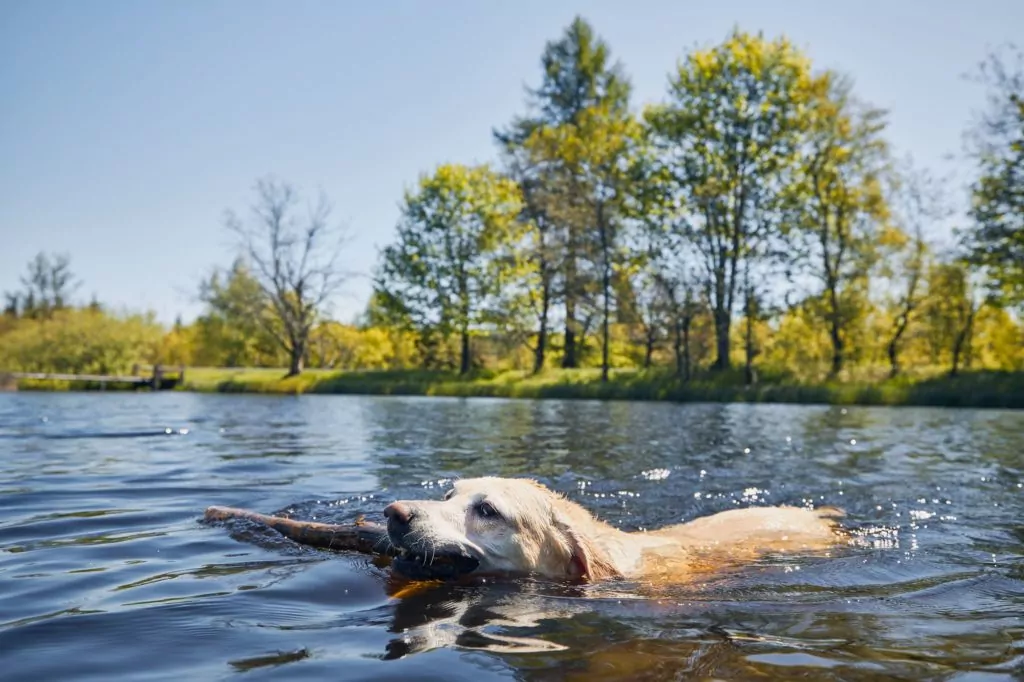 Dog swimming with stick in a lake