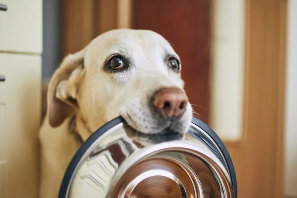 Dog holding empty food bowl..