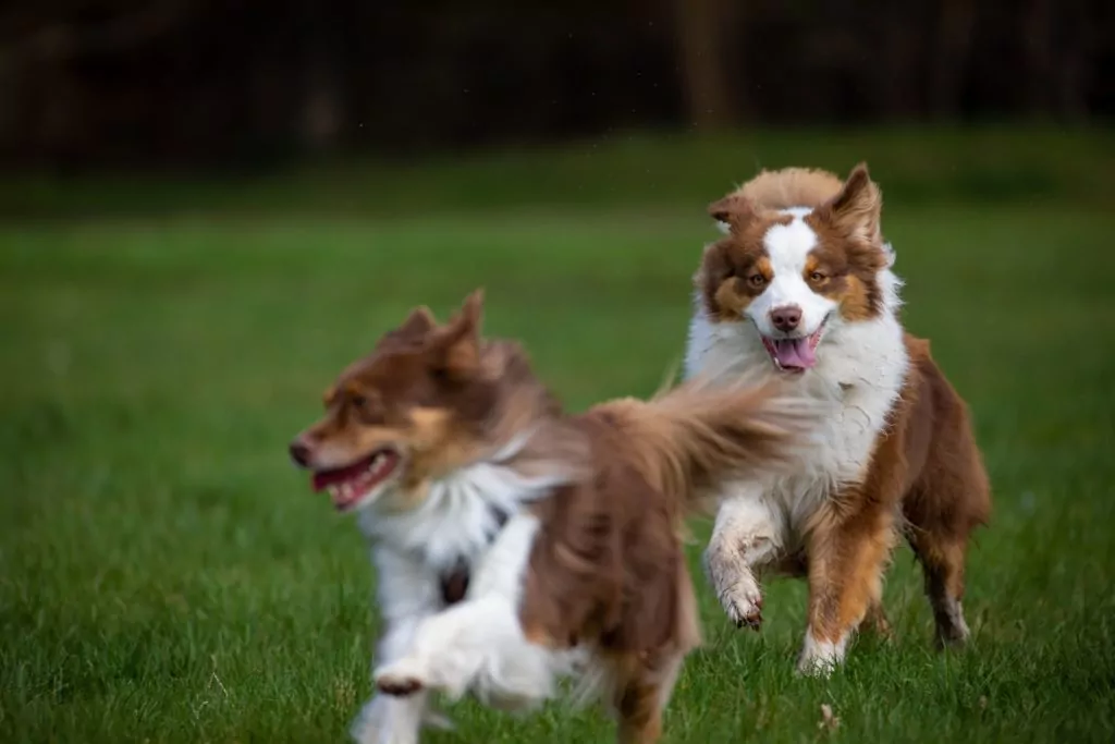 Two Australian Shepherds running and playing in a grassy boarding facility.