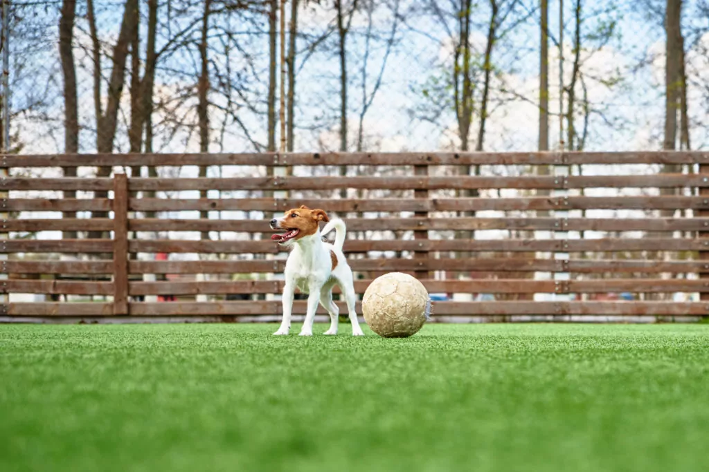 A dog playing with a soccer ball in a large outdoor play area