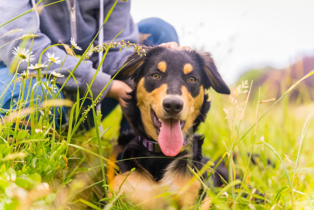 A dog enjoying an outdoor break at a boarding facility.