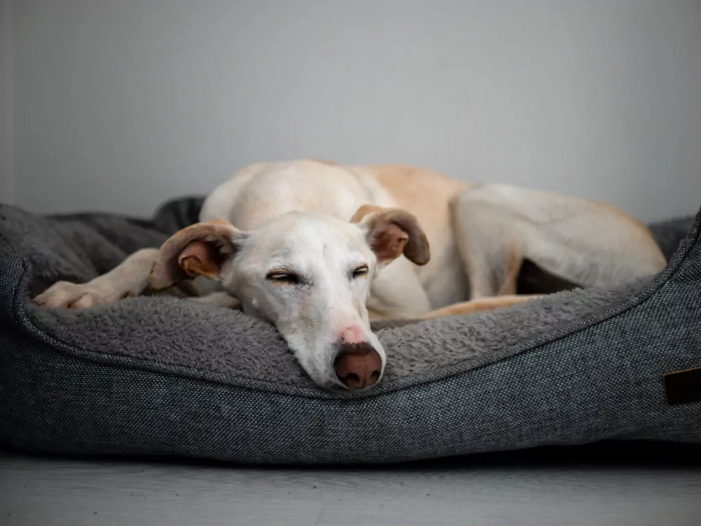 Keeping dog calm during overnight stay.