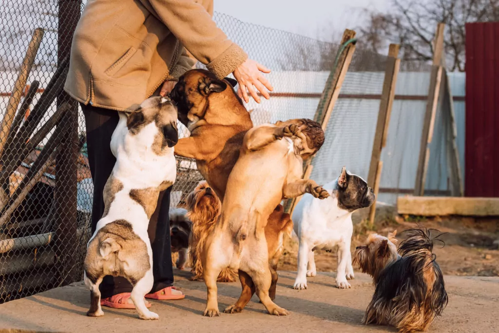 Person surrounded by playful dogs outside in dog boarding facilities.