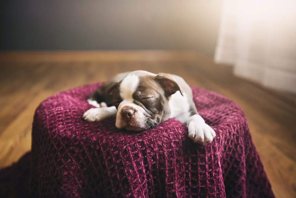 Puppy sleeping on cozy red blanket.