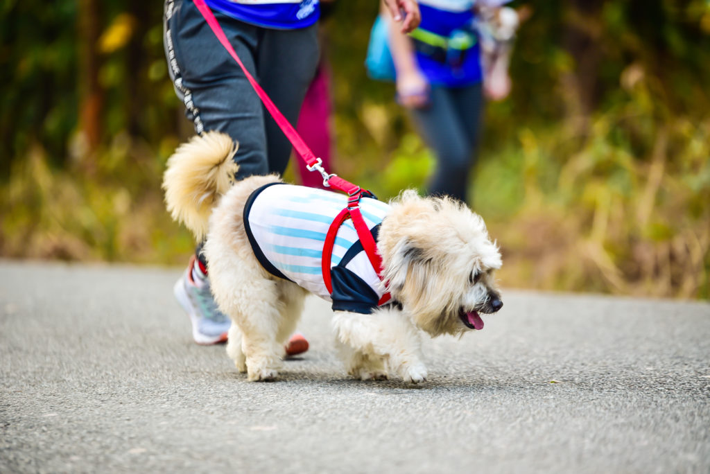 Small dog in sporty jacket on leash during one-on-one walk with Toronto dog walker