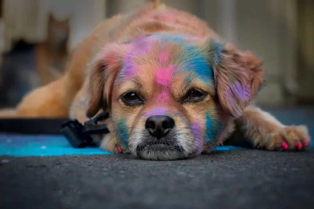 Colorful dog lying down looking tired