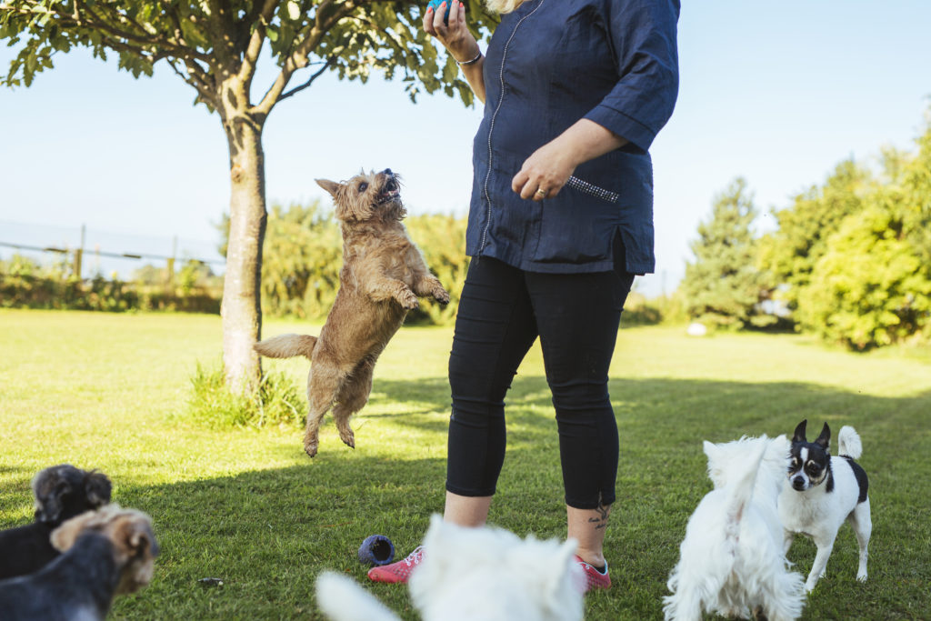 Happy dogs of various breeds playing together in a spacious, secure outdoor area at a full-day dog daycare.