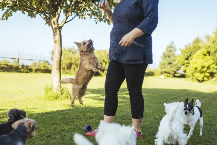Happy dogs of various breeds playing together in a spacious, secure outdoor area at a full-day dog daycare.