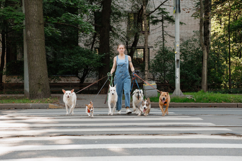 Walking multiple dogs safely in urban areas.