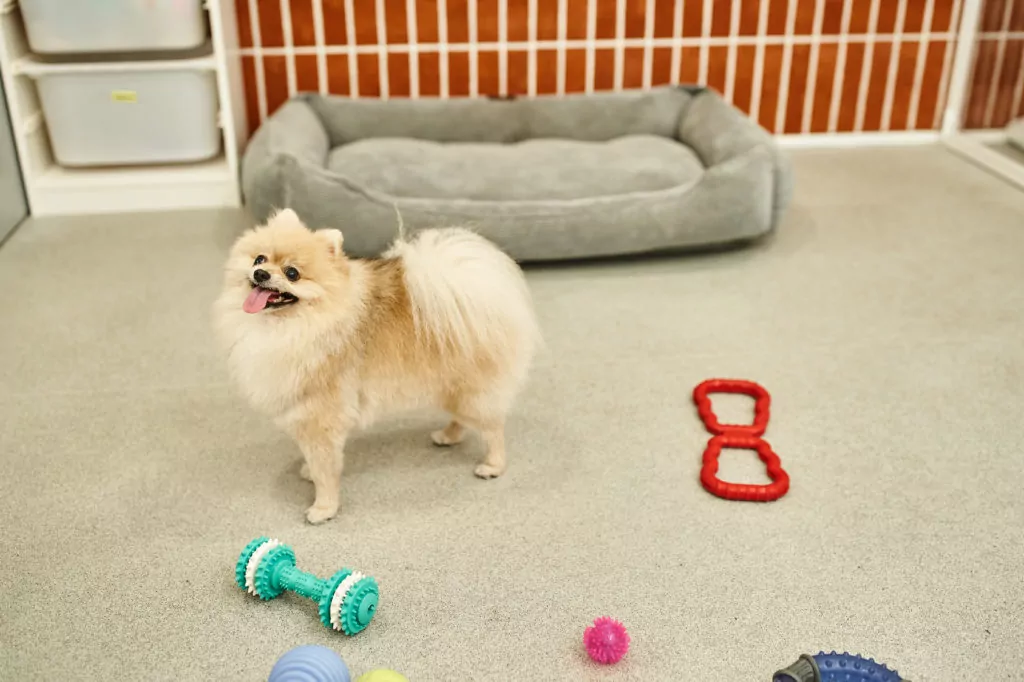 Energetic Pomeranian puppy near a plush dog bed and chew toys in a calm, indoor daycare environment.