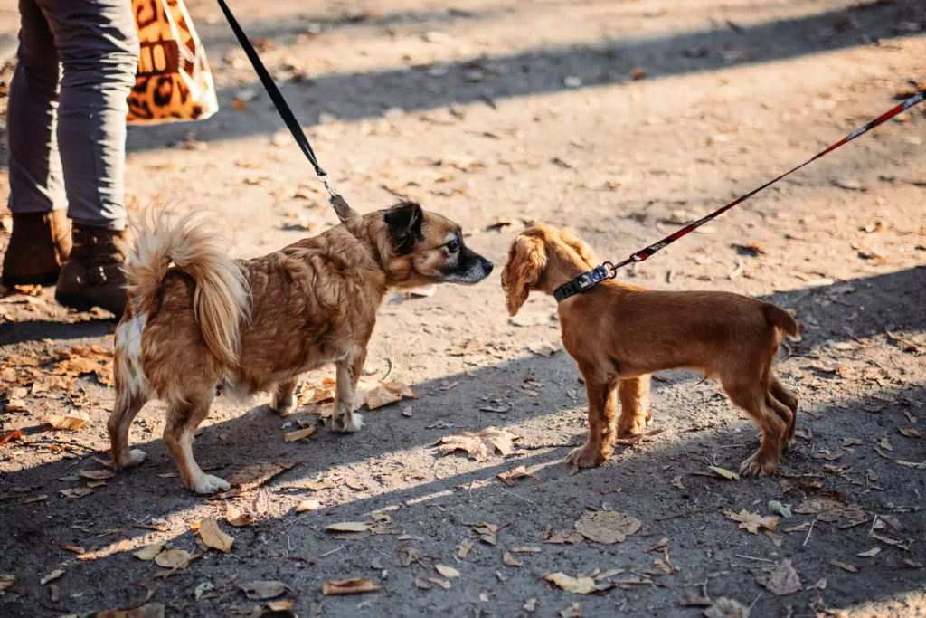 Two leashed dogs meeting calmly during an autumn walk in a neutral outdoor setting