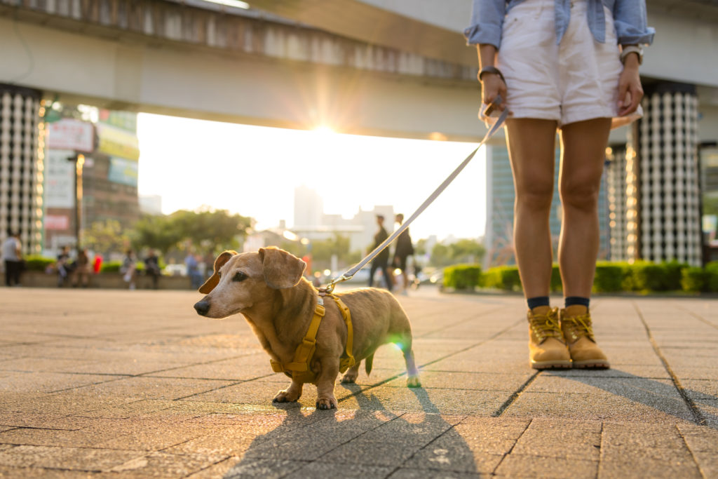 Dachshund enjoying a scheduled individual dog walk with handler in city park at sunset.