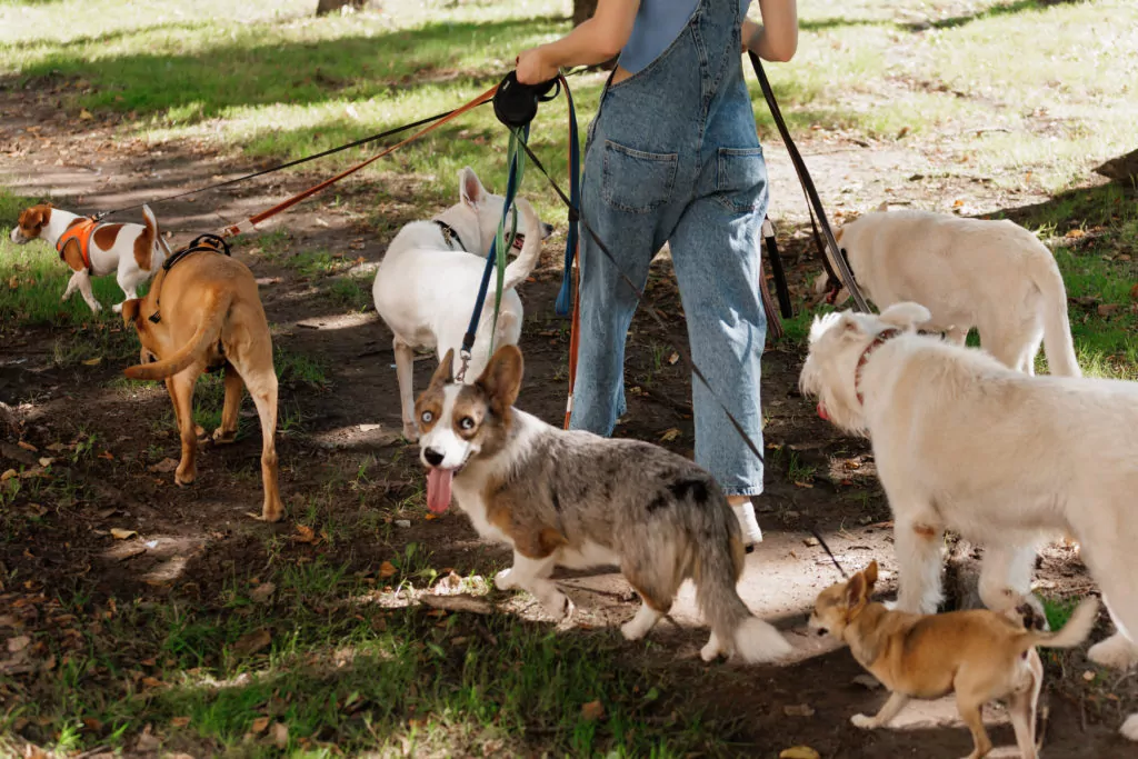 walking multiple dogs of various breeds and sizes on leashes through a shaded park trail