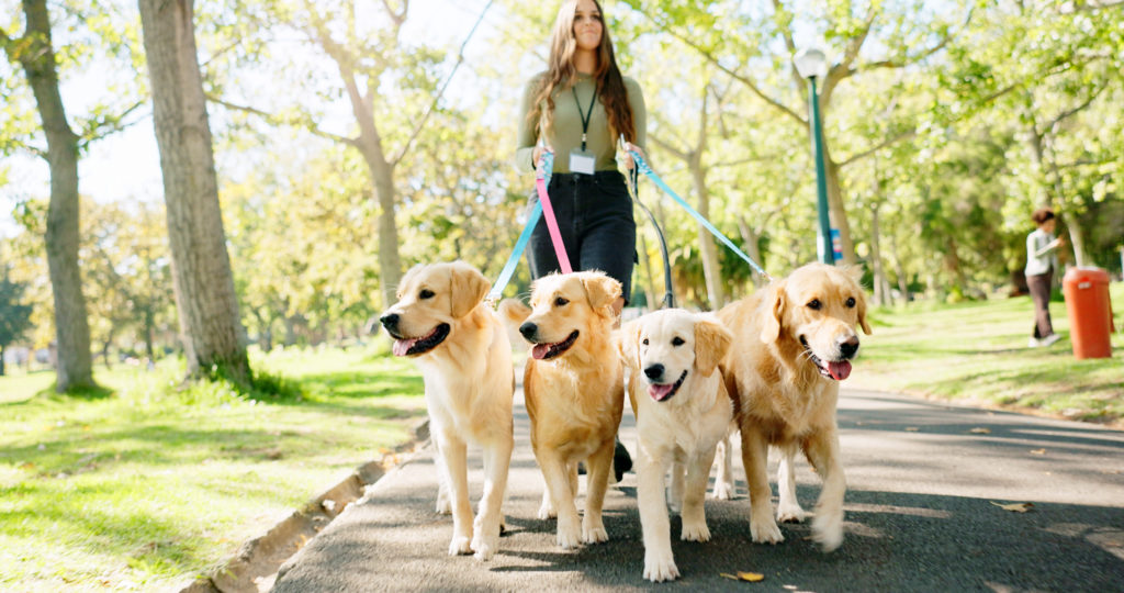Woman walking five Golden Retrievers on leashes in a sunny park.