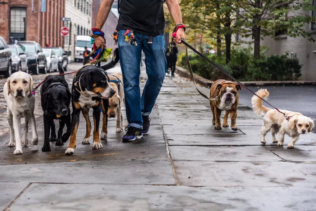 Dog walker holding multiple leashes walking six dogs of various breeds on a city sidewalk on a cloudy day.