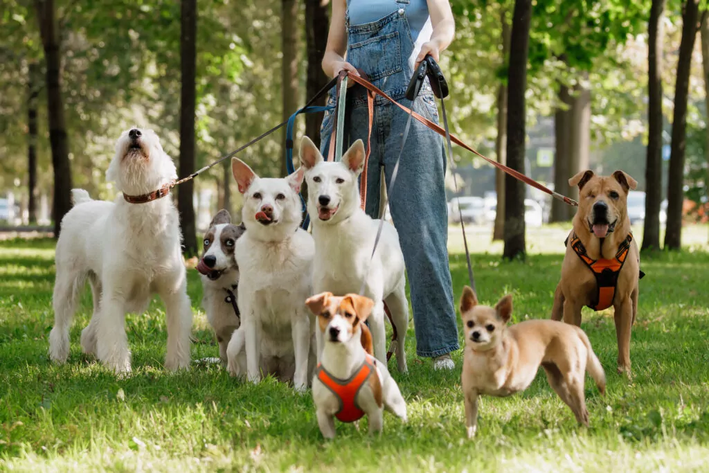 Group of diverse dogs on leashes with a dog walker in a sunny park