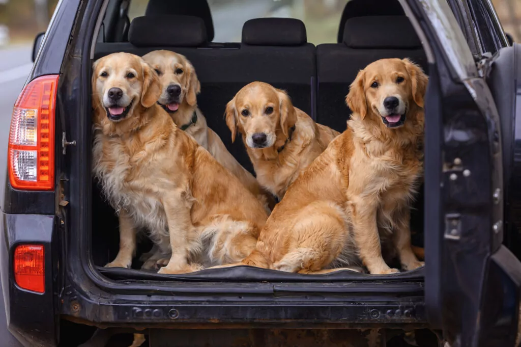 Five golden retrievers sitting happily in the open trunk of an SUV.