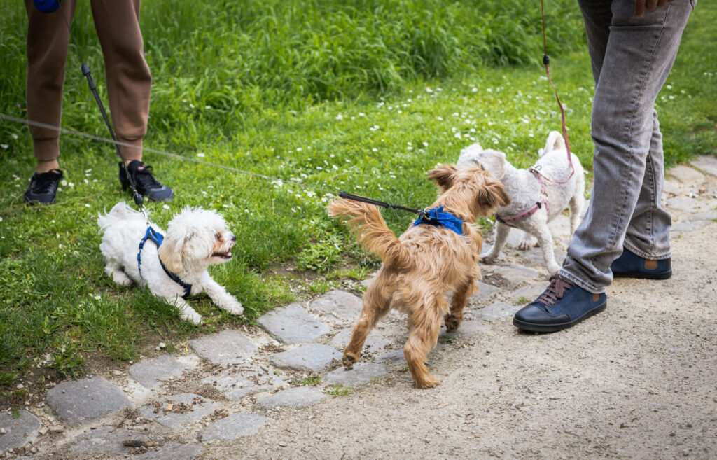 Three small dogs on leashes meeting each other on a park pathway during a walk, guided by their owners.