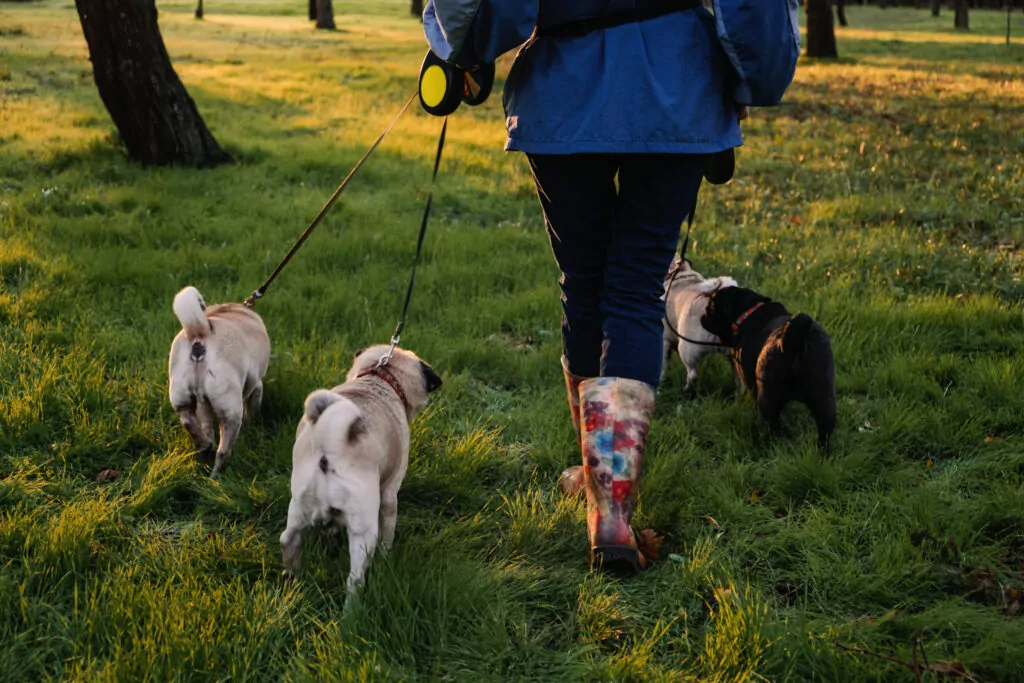 Dog walker leading small group of dogs on leashes through grassy park trail
