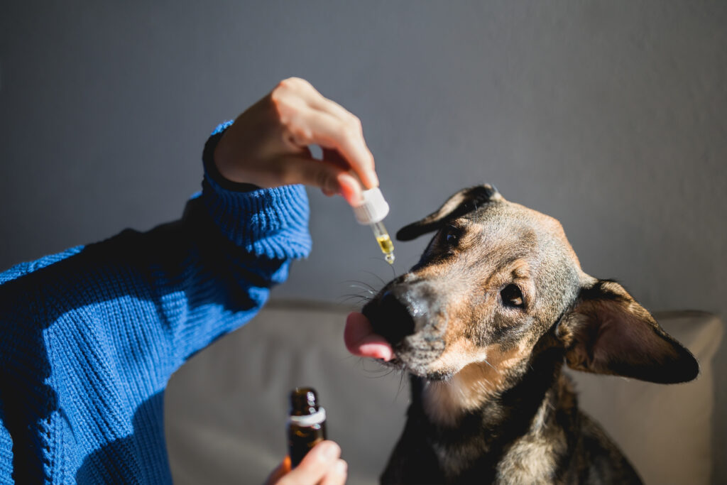 Person administering medication to a dog with a dropper during boarding, ensuring timely care.