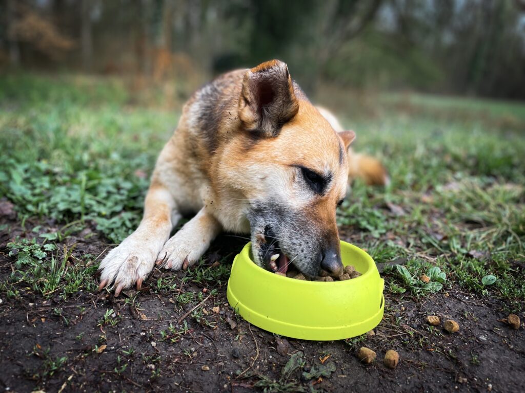 Dog eating kibble from green bowl outdoors