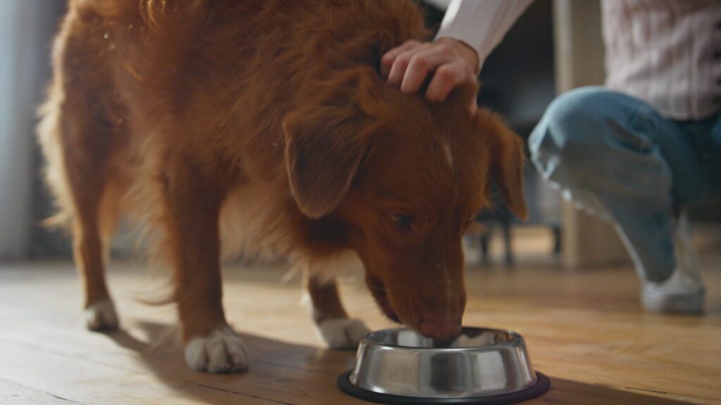 Dog eating from a bowl while being gently petted during mealtime at home.