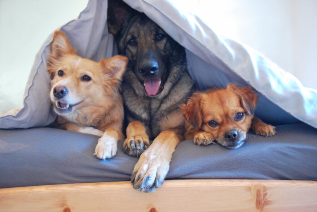 Three dogs indoors cuddling under a blanket