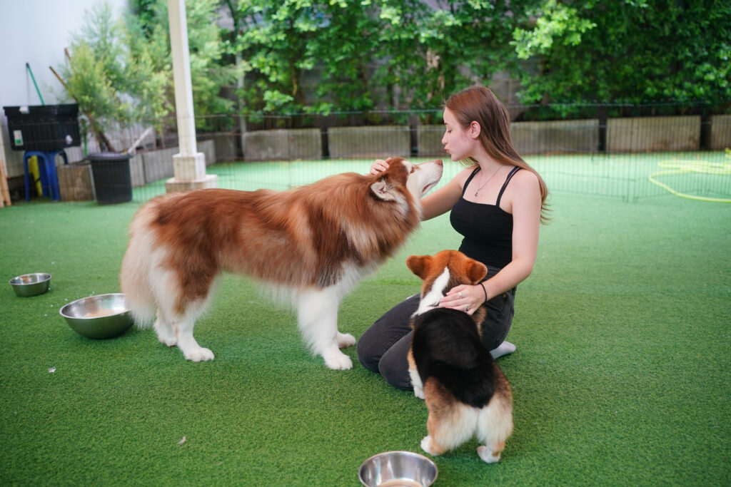 Woman petting two dogs in a boarding facility with feeding bowls on the ground.