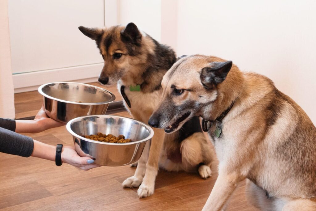Person holding two dog bowls with food to feed dogs at a boarding facility, ensuring meal consistency.