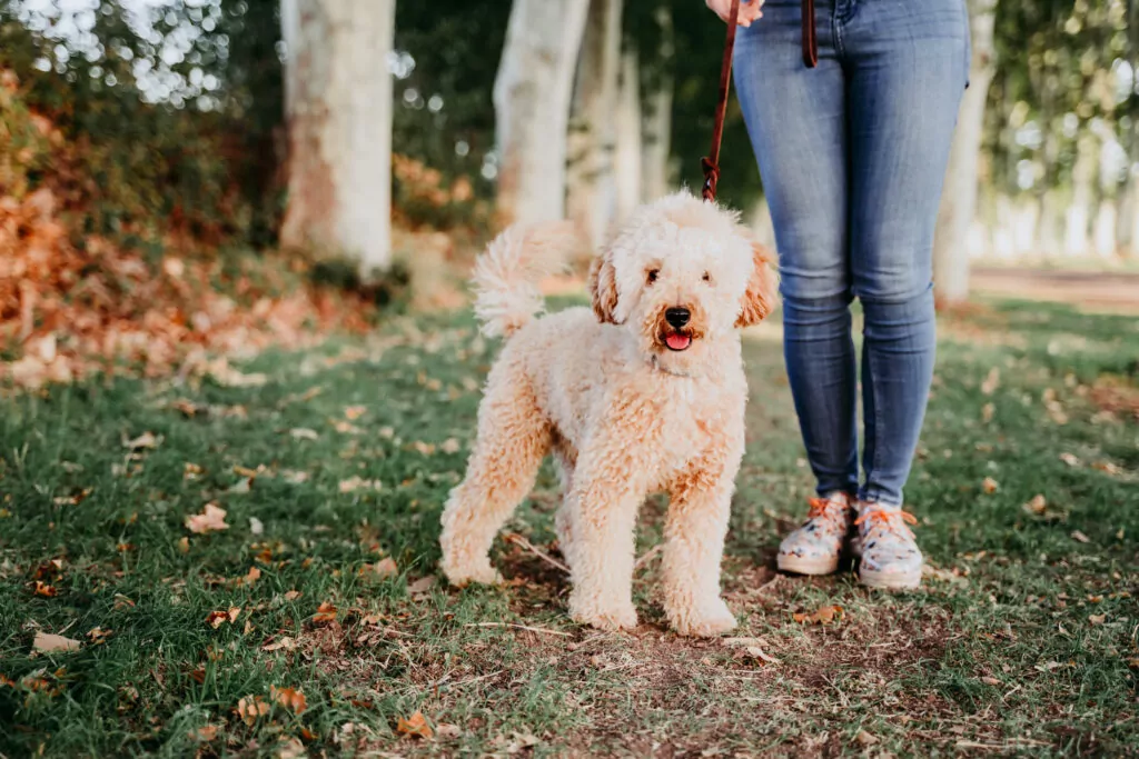 Fluffy cream-colored puppy on a leash walking beside its owner in jeans and sneakers during a daytime outdoor stroll, illustrating puppy exercise for busy working pet parents.