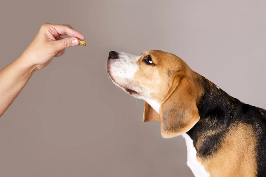 the beagle dog is waiting to be given a pill