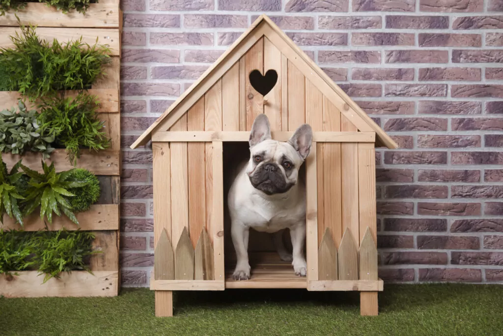 French bulldog in insulated wooden dog house, green plants
