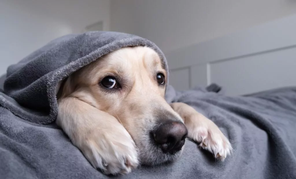 Dog under blanket indoors, looking uncomfortable with the cold weather