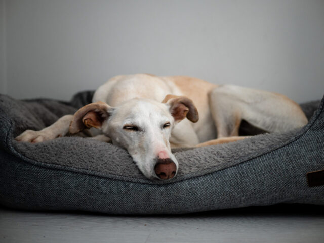 Dog resting in cozy bed, grey background.