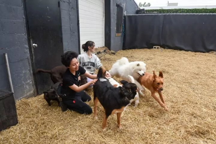 People playing with happy dogs in fenced yard.