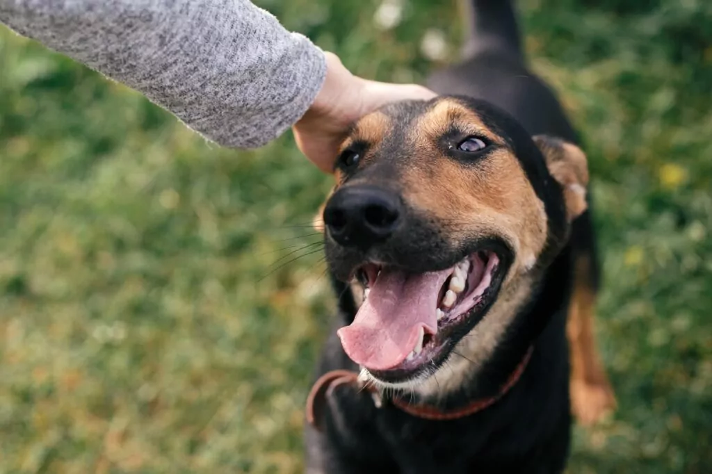 Happy dog being petted outside on grass.